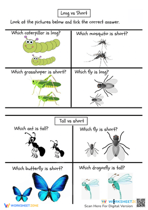 Length Comparison Worksheet