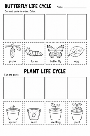 Grade 3 Life Cycles — Printable No-Prep Worksheet