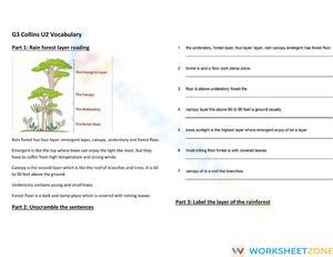 Essential Rainforest Layers Worksheet | Grade 3 ELA