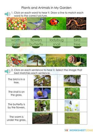 Plants and Animals in My Garden