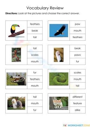Essential Grade 1 Creature Features Vocabulary Worksheet