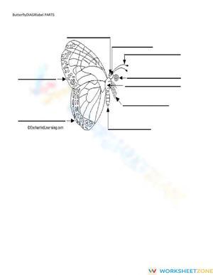 ButteflyDiagramLABELpartsWordBANKkey2