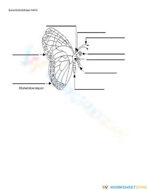 ButteflyDiagramLABELpartsWordBANKkey