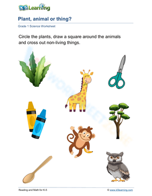 Plant, animal or thing?