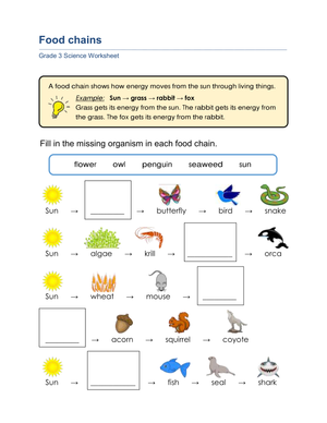 Essential Food Chains Worksheet | Grade 3 Science Aligned