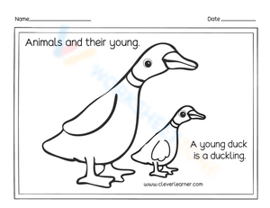 Young duck - Duckling