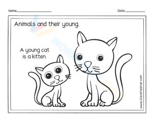 Young cat - Kitten