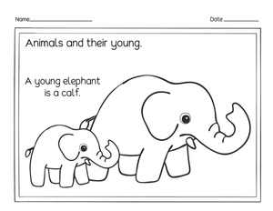Printable Young Elephant Calf Worksheet | Grade K-2 Science