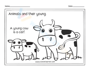Young cow - Calf