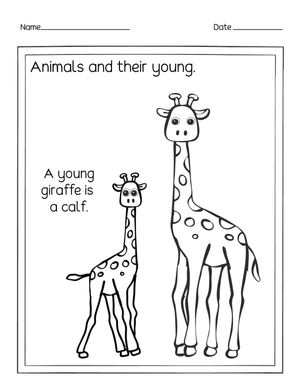 Essential Animals and Their Young: Giraffe Calf Worksheet