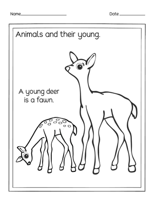 Essential Deer and Fawn Worksheet | Grade 1 Science