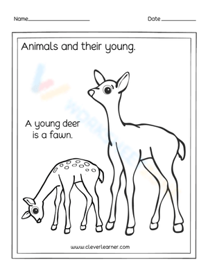 Young deer - Fawn