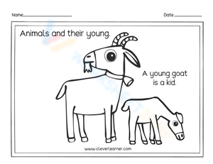Young goat - Kid