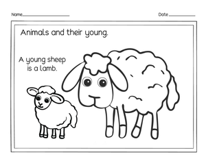 Essential Young Sheep and Lamb Worksheet | Grades K-2