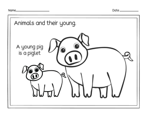 Essential Piglet Worksheet | Animals and Their Young (K-2)