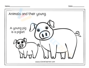 Young pig - Piglet