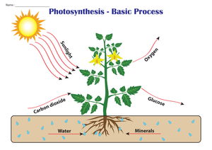 Essential Photosynthesis Diagram Worksheet | Grade 5 Science