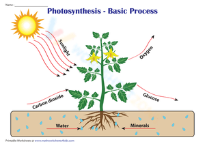 Photosynthesis - Basic Process