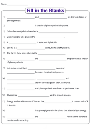 Essential Photosynthesis Worksheet | Grade 3 Science