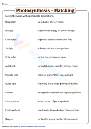Photosynthesis - Matching Worksheet