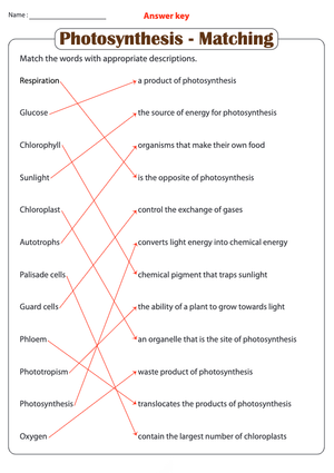 Photosynthesis - Matching Worksheet