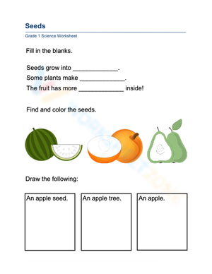 Essential Grade 1 Seeds and Plant Growth Worksheet