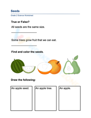 Essential Seeds Worksheet | Grade 1 Science Printable