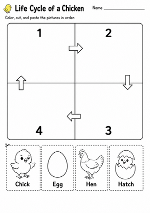 Grade 1 Chicken Life Cycle — Printable No-Prep Worksheet