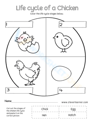 Life cycle of a chicken 2