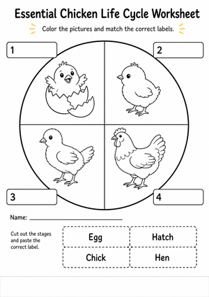 Essential Chicken Life Cycle Worksheet | Grade K-1 Science
