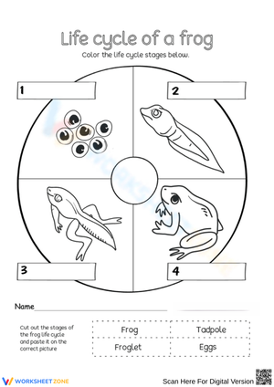 Frog Life Cycle Stages Worksheet