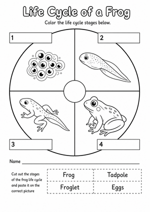 Grade 4 Frog Life Cycle — Printable No-Prep Worksheet