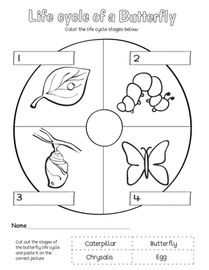 Essential Butterfly Life Cycle Worksheet | Grade K-1