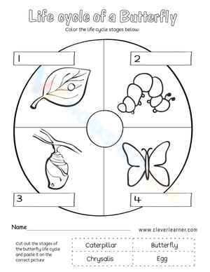  Butterfly Life Cycle Activity