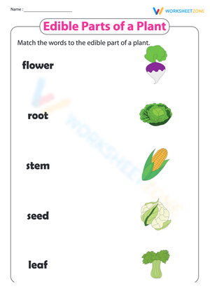 Printable Edible Plant Parts Worksheet | Grade 1 Science