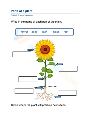 Grade 2 Plant Parts — Essential Printable No-Prep Worksheet