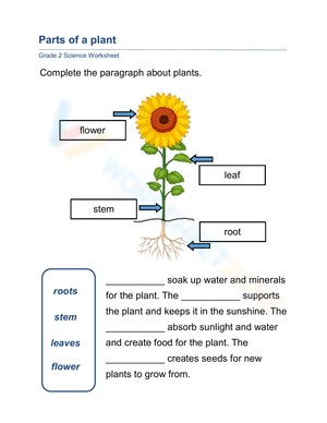 Essential Plant Anatomy Worksheet | Grade 2 Science