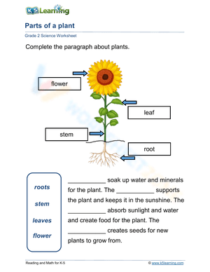 Plant Anatomy
