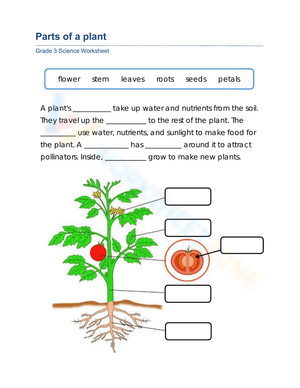 Printable Grade 3 Plant Parts & Functions Science Worksheet