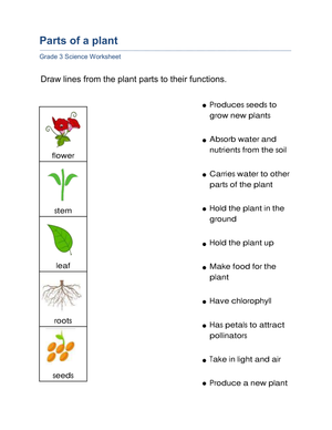 Essential Plant Parts and Functions Worksheet | Grade 3