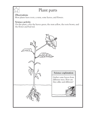 Essential Plant Parts Worksheet | Grade 1-2 Science