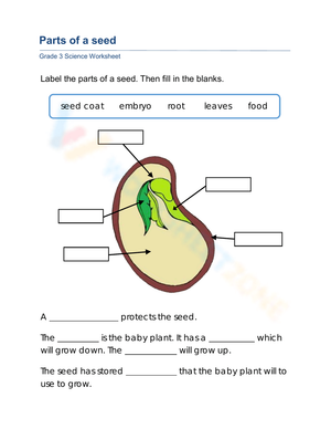 Grade 3 Parts of a Seed — Essential Printable Worksheet