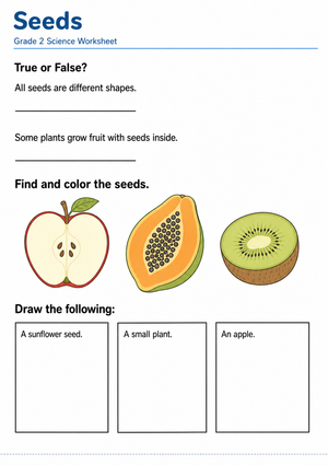 Grade 2 Plant Life Cycle — Printable Science Worksheet