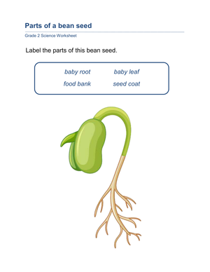 Grade 2 Parts of a Bean Seed — Printable No-Prep Worksheet
