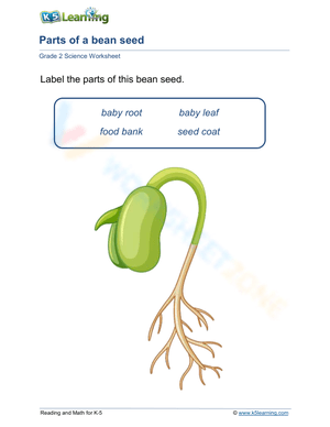Parts of a bean seed
