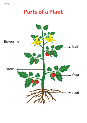 Essential Parts of a Plant Chart | Grade 1 Printable