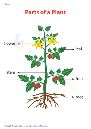 Parts of a plant chart