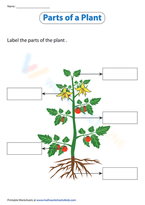 Label the parts of a plant