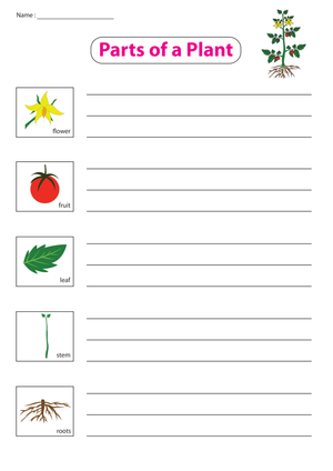 Grade 2-3 Parts of a Plant — Printable No-Prep Worksheet