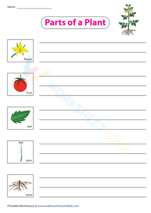 Parts of a Plant and their functions